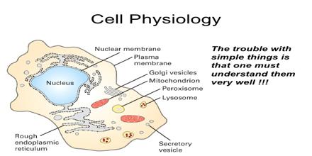 1078_cell-physiology.jpg